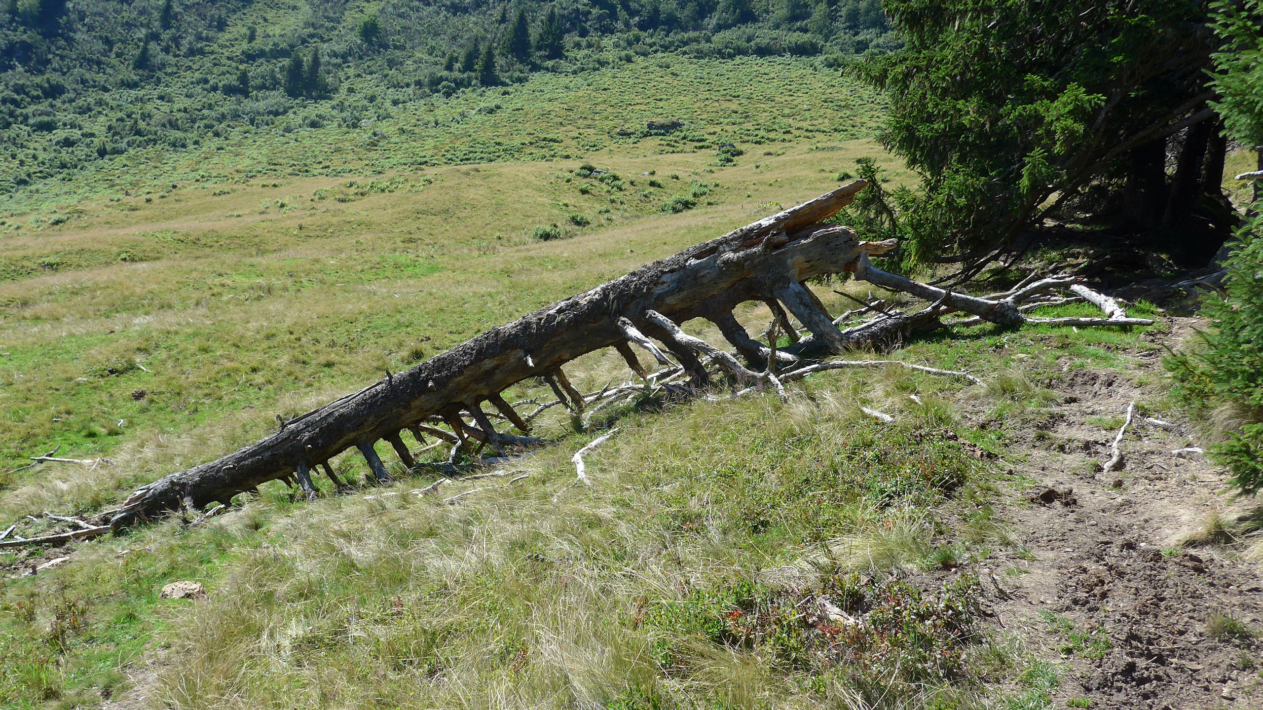 Baumgerippe liegend